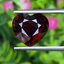 พลอย โกเมน Pyrope - Almandite Garnet 7.17 กะรัต (Cts.) พลอยแท้ อัญมณีมงคลประจําวันเกิด เครื่องประดับพลอย