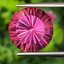 พลอย ชมพู พิ้งค์ โทแพซ Pink Topaz 9.14 กะรัต พลอยแท้ อัญมณีมงคลประจําวันเกิด เครื่องประดับพลอย
