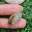 โป่งข่าม ควอตซ์ Rutilated Quartz 32.29 กะรัต Cts. พลอยแท้ อัญมณีมงคลประจําวันเกิด เครื่องประดับพลอย