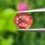 พลอย ชมพู พิ้ง แซฟไฟร์ Pink Sapphire 0.75 กะรัต (Cts.) พลอยแท้ อัญมณีมงคลประจําวันเกิด เครื่องประดับพลอย