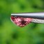 พลอย พัดพารัดชา Padparadscha Sapphire 1.00 กะรัต (Cts.) พร้อมใบเซอร์ พลอยแท้ อัญมณีมงคลประจําวันเกิด เครื่องประดับพลอย