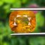 พลอย บุษราคัม Yellow Sapphire 6.31 กะรัต (Cts.) พลอยแท้ อัญมณีมงคลประจําวันเกิด เครื่องประดับพลอย