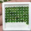 พลอย โครม ไดออพไซด์ Chrome Diopside 10.71 กะรัต (Cts.) VVS 55 เม็ด
