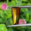 พลอย แอนดราไดต์การ์เน็ต Andradite Garnet 2.92 Cts. ดิบ Unheated พร้อมใบเซอร์ พลอยแท้ อัญมณีมงคลประจําวันเกิด เครื่องประดับพลอย