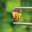 พลอย บุษราคัม yellow sapphire 1.29 กะรัต (Cts.) พลอยแท้ อัญมณีมงคลประจําวันเกิด เครื่องประดับพลอย
