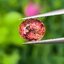 พลอย ชมพู พิ้ง แซฟไฟร์ Pink Sapphire 0.75 กะรัต (Cts.) พลอยแท้ อัญมณีมงคลประจําวันเกิด เครื่องประดับพลอย