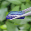 พลอย ลาพิส ลาซูลี Lapis lazuli 12.79 กะรัต (Cts.克拉)