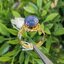แหวน พลอยแท้ ไพลินพม่า ดิบ (Size) 58 Blue Sapphire Silver Ring ตัวเรือนเงินชุบทอง
