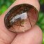 ไหมนาค ไหมจักรพรรดิ์ Rutilated Quartz 17.28 กะรัต Cts.พลอยแท้ อัญมณีมงคลประจําวันเกิด เครื่องประดับพลอย
