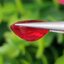 พลอย ทับทิม Ruby sapphire 4.09 กะรัต (Cts.) พลอยแท้ อัญมณีมงคลประจําวันเกิด เครื่องประดับพลอย