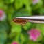 พลอย เพทาย (Zircon) 1.20 กะรัต (Cts.) พลอยแท้ อัญมณีมงคลประจําวันเกิด เครื่องประดับพลอย