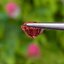พลอย ซองเจีย ชมพูอมส้ม (Orangish Pink Sapphire) 1.02 กะรัต (Cts.) พลอยแท้ อัญมณีมงคลประจําวันเกิด เครื่องประดับพลอย