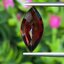 พลอย โกเมน Pyrope - Almandite Garnet 5.50 กะรัต (Cts.) พลอยแท้ อัญมณีมงคลประจําวันเกิด เครื่องประดับพลอย
