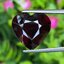 พลอย โกเมน Pyrope - Almandite Garnet 8.24 กะรัต (Cts.) พลอยแท้ อัญมณีมงคลประจําวันเกิด เครื่องประดับพลอย