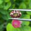 พลอย พัดพารัดชา Padparadscha Sapphire 1.02 กะรัต (Cts.) พร้อมใบเซอร์ พลอยแท้ อัญมณีมงคลประจําวันเกิด เครื่องประดับพลอย