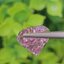 พลอย คุนไซท์ Kunzite 13.74 กะรัต (Cts.) พลอยแท้อัญมณีมงคล ประจําวันเกิด เครื่องประดับพลอย