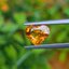 พลอย บุษราคัม Yellow Sapphire 3.29 กะรัต (Cts.) พลอยแท้ อัญมณีมงคลประจําวันเกิด เครื่องประดับพลอย