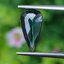 พลอย เขียวส่อง (ฺGreen Sapphire) 2.00 กะรัต (Cts.) พลอยแท้ อัญมณีมงคลประจําวันเกิด เครื่องประดับพลอย