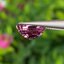 พลอย สปิเนล พม่า Spinel Myanmar 2.35 กะรัต (Cts.) ดิบ Unheated พร้อมใบเซอร์ พลอยแท้ อัญมณีมงคลประจําวันเกิด เครื่องประดับพลอย