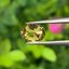 พลอย บุษราคัม yellow sapphire 1.12 กะรัต (Cts.) ดิบ (Unheated) พร้อมใบเซอร์ พลอยแท้ อัญมณีมงคลประจําวันเกิด เครื่องประดับพลอย