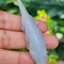 หยก แกะสลัก รูป จระเข้ (Burmese jadeite) หยก พม่า แท้