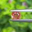 พลอย ชมพู ส้ม Pink Orange Sapphire 0.55 กะรัต (Cts.) พลอยแท้ อัญมณีมงคลประจําวันเกิด เครื่องประดับพลอย