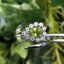 ชุดเครื่องประดับพลอย เพอริโด Peridot Jewelry ตัวเรือนเงินแท้ ชุบทองคำขาว เพชร CZ คัดคุณภาพ