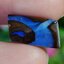พลอย โบลเดอร์ โอปอล ออสเตรเลีย Australian Boulder Opal 7.00 กะรัต (Cts.) พลอยแท้ อัญมณีมงคลประจําวันเกิด เครื่องประดับพลอย