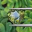 พลอย เขียวส่อง Green Sapphire 5.05 กะรัต (Cts.) พลอยแท้ อัญมณีมงคลประจําวันเกิด เครื่องประดับพลอย