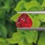 พลอย ทับทิม ซองเจีย Songea Ruby Sapphire 3.80 กะรัต (Cts.) พร้อมใบเซอร์ พลอยแท้ อัญมณีมงคลประจําวันเกิด เครื่องประดับพลอย