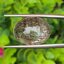 ไหมดำ แก้วขนเหล็ก ควอตซ์ Black Rutilated Quartz 17.60 กะรัต Cts. พลอยแท้ อัญมณีมงคลประจําวันเกิด เครื่องประดับพลอย