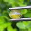 พลอย ตาแมว คริโซเบริล Cat eye Chrysoberyl 1.10 กะรัต (Cts.)