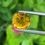 พลอย บุษราคัม Yellow Sapphire 3.86 กะรัต (Cts.) พลอยแท้ อัญมณีมงคลประจําวันเกิด เครื่องประดับพลอย