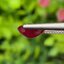 พลอย ทับทิม พม่า (Burmese Ruby Sapphire) 2.25 กะรัต พร้อมใบเซอร์ พลอยแท้ อัญมณีมงคลประจําวันเกิด เครื่องประดับพลอย