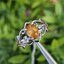 แหวน พลอย ซองเจีย (Size) 52 Songea Sapphire Ring