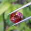 พลอย รูเบลไลต์ ทัวร์มาลีน Rubellite Tourmaline 1.83 กะรัต (Cts.克拉)