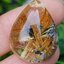 ไหมทอง สตาร์ ควอตซ์ Golden Star Rutilated Quartz 39.59 กะรัต Cts.พลอยแท้ อัญมณีมงคลประจําวันเกิด เครื่องประดับพลอย