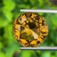 พลอย ซิทริน Citrine 10.22 กะรัต (Cts.) พลอยแท้ อัญมณีมงคลประจําวันเกิด เครื่องประดับพลอย