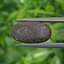 พลอย โบลเดอร์ โอปอล ออสเตรเลีย Australian Boulder Opal 7.18 กะรัต (Cts.) พลอยแท้ อัญมณีมงคลประจําวันเกิด เครื่องประดับพลอย