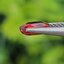 พลอย ทับทิม ซองเจีย Songea Ruby Sapphire 1.00 กะรัต (Cts.) พลอยแท้ อัญมณีมงคลประจําวันเกิด เครื่องประดับพลอย