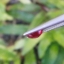 พลอย ทับทิม Ruby sapphire 0.98 กะรัต (Cts.) ดิบ Unheated พร้อมใบเซอร์ พลอยแท้ อัญมณีมงคลประจําวันเกิด เครื่องประดับพลอย