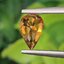 พลอย บุษราคัม yellow sapphire 1.07 กะรัต (Cts.) พลอยแท้ อัญมณีมงคลประจําวันเกิด เครื่องประดับพลอย