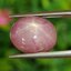 พลอย ทับทิม สตาร์ แซฟไฟร์ Ruby Star Sapphire 10.76 กะรัต (Cts.) พลอยแท้ อัญมณีมงคลประจําวันเกิด เครื่องประดับพลอย