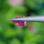 พลอย ชมพู พิ้ง แซฟไฟร์ Pink Sapphire 1.09 กะรัต (Cts.) พลอยแท้ อัญมณีมงคลประจําวันเกิด เครื่องประดับพลอย