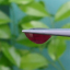 พลอย ทับทิม Ruby sapphire 4.00 กะรัต (Cts.) VS พลอยแท้ อัญมณีมงคลประจําวันเกิด เครื่องประดับพลอย