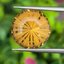 พลอย ซิทริน Citrine 10.16 กะรัต (Cts.) พลอยแท้ อัญมณีมงคลประจําวันเกิด เครื่องประดับพลอย