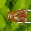 อำพัน แกะสลัก พญาตัวต่อ Wasp Natural Amber พลอยแท้ อัญมณีมงคลประจําวันเกิด เครื่องประดับพลอย