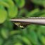 พลอย เขียวส่อง Green Sapphire 1.08 กะรัต (Cts.) พลอยแท้ อัญมณีมงคลประจําวันเกิด เครื่องประดับพลอย