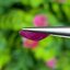 พลอย ทับทิม พม่า (Burmese Ruby Sapphire) 2.00 กะรัต พร้อมใบเซอร์ พลอยแท้ อัญมณีมงคลประจําวันเกิด เครื่องประดับพลอย