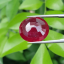 พลอย ทับทิม Ruby sapphire 20.25 กะรัต (Cts.) พลอยแท้ อัญมณีมงคลประจําวันเกิด เครื่องประดับพลอย